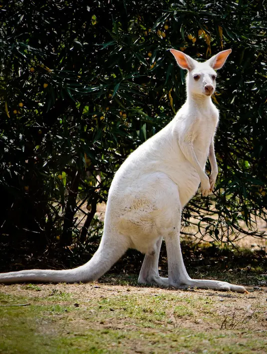 Kanguru Albino hanya dapat di temukan di Australia dengan jumlah yang sangat sedikit. Walaupun Albino, kanguru ini memiliki aktivitas yang tidak jauh berbeda dengan kanguru pada umumnya. (hdimagelib.com)
