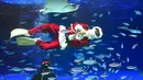 Aksi penyelam berkostum sinterklas berenang dengan ikan di Sunshine Aquarium selama acara promosi Natal di Tokyo, Jumat (14/12). Sunshine Aquarium adalah rumah dari hampir 37.000 ekor ikan dan 750 jenis hewan laut. (Photo by Kazuhiro NOGI / AFP)