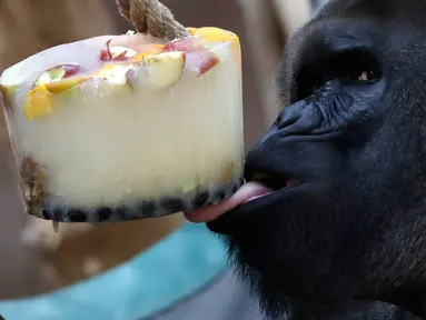 Seekor gorila dataran rendah, Richard, sedang menjilati es krim di Kebun Binatang Praha, Republik Ceko, Senin (6/8). Pengelola bonbin memberikan es krim dari buah-buahan agar binatangnya tidak tersiksa selama gelombang panas. (AP/Petr David Josek)
