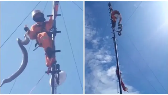 Memen Evakuasi Ular Sanca di Atas Tower Pemancar Wi-Fi, Bikin Internet Lemot