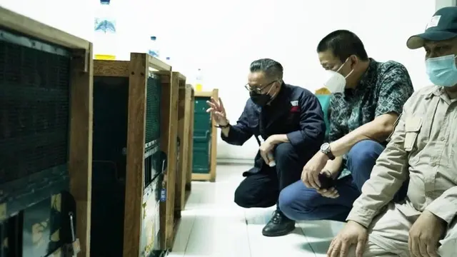 Garuda Indonesia mendukung proses repatriasi satwa dilindungi dengan menerbangkan 11 Orang Utan dari Malaysia dan Thailand. (Foto: Garuda Indonesia)