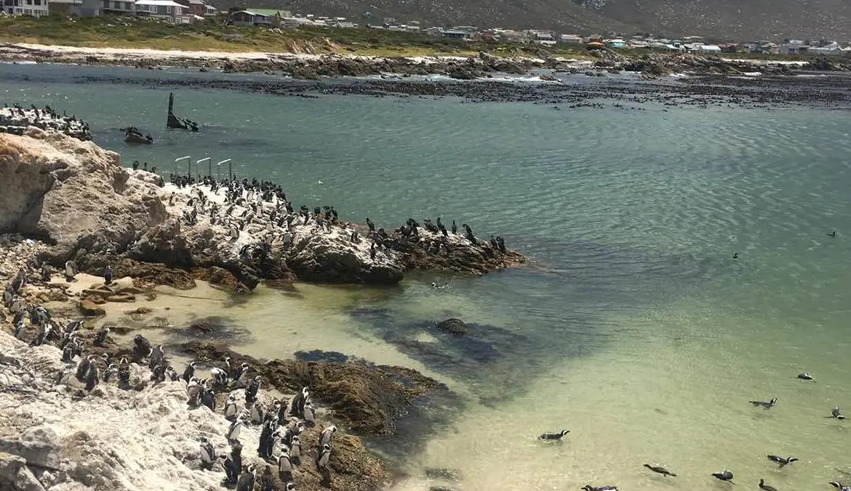 Sekumpulan habitat penguin yang hidup di pantai Stony Point, dekat Cape Town, Afrika Selatan (8/12). Sebanyak 223 anak penguin yang telah direhabilitasi oleh Yayasan SANCCOB dilepas ke alam bebas untuk hidup kembali ke habitatnya. (Reuters/Addison Hill)