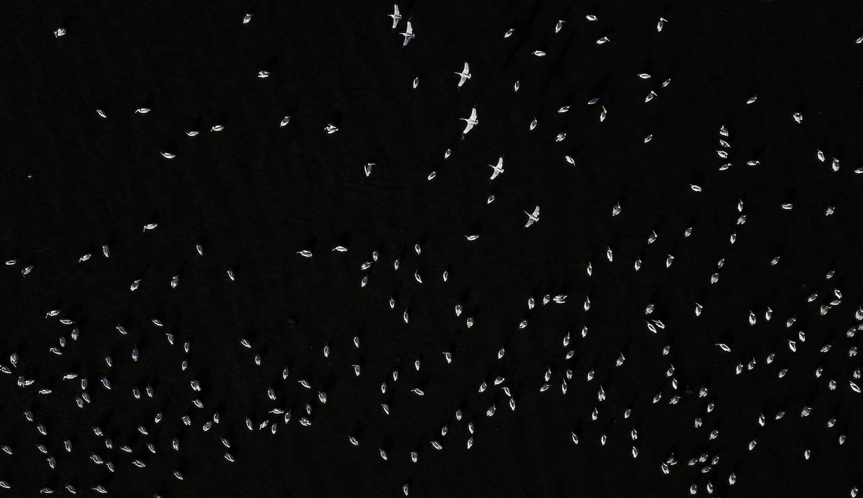 Pelikan putih, salah satu burung terbesar dari Kanada dan Amerika Serikat, terlihat terbang di atas pantai laguna Chapala di Cojumatlan, Meksiko pada 28 Januari 2020. Pelikan putih melakukan perjalanan ribuan kilometer bermigrasi dari suhu rendah Amerika Utara. (Photo by ULISES RUIZ / AFP)