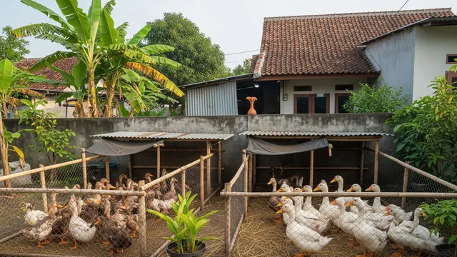 Perbandingan Ternak Itik Mojosari vs Itik Tegal, Mana Lebih Panen?