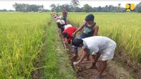 Rehabilitasi Jaringan Irigasi, Kementerian PUPR Libatkan Petani