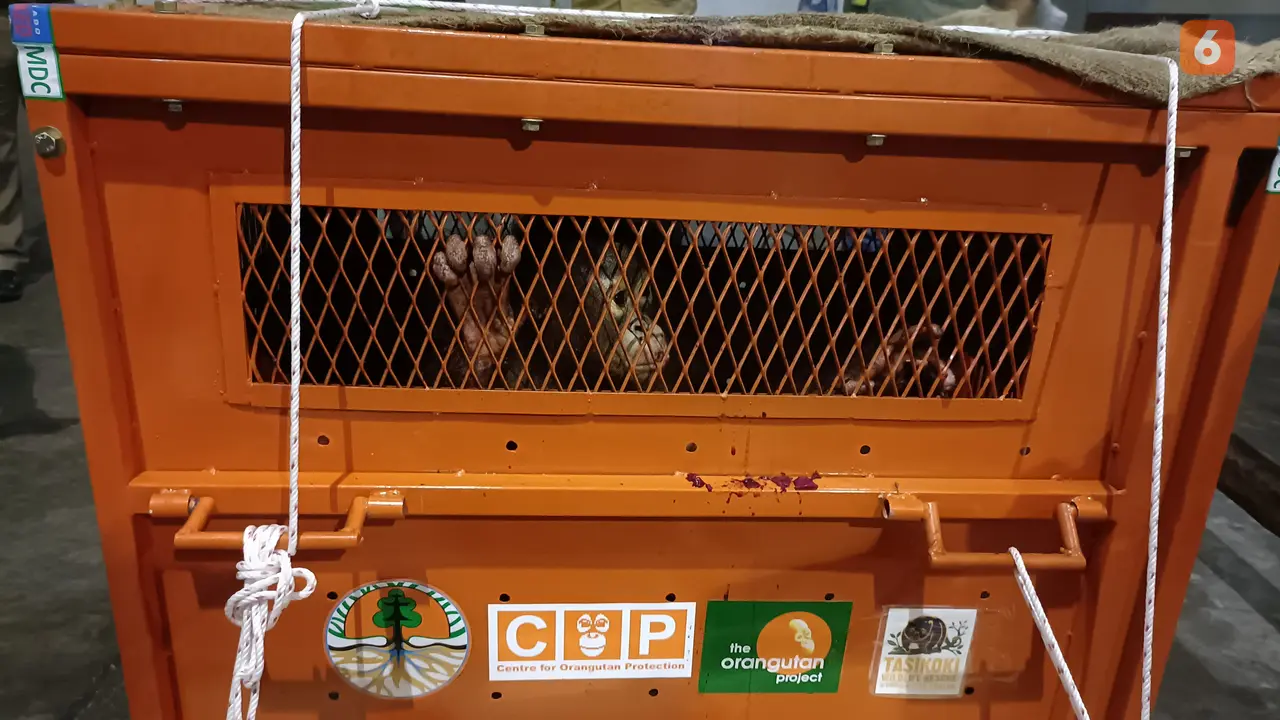 Orangutan Kalimantan