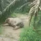 Gajah Sumatra Ditemukan Mati di Kebun Sawit Aceh Tamiang
