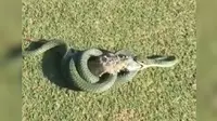 Dalam waktu lima menit, ular berbisa itu dapat membunuh iguana (Capture/Universal Media Online)