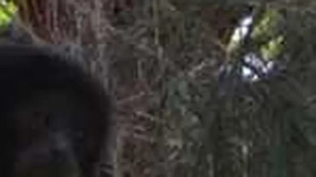 Seekor monyet jenis Siamang Hylobates Syndactylus diserahkan Putri Bupati Bengkulu Selatan Tiara Agustini kepada BKSDA (Liputan6.com/Yuliardi Hardjo)