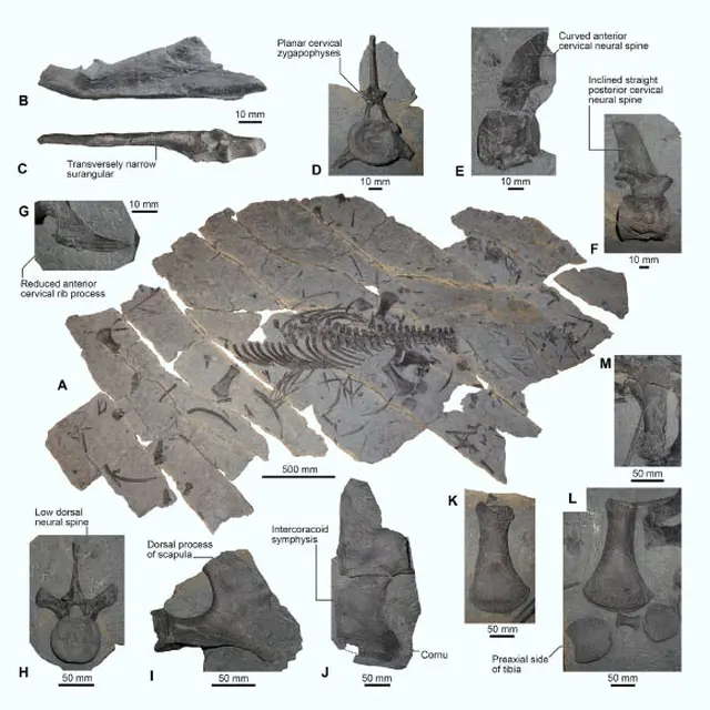 Heboh Penemuan Spesies Baru Plesiosaurus di Jerman, Proses Penelitian Terus Dilakukan