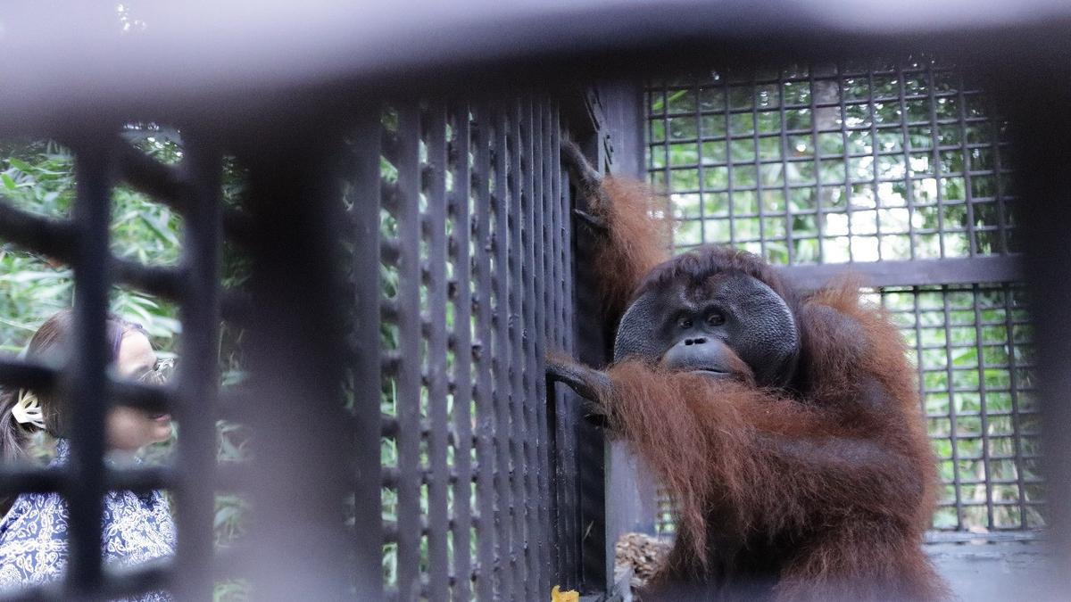 Kisah Miris Perjalanan Mungky, Orang Utan Kalimantan yang Tak Bisa Pulang ke Hutan