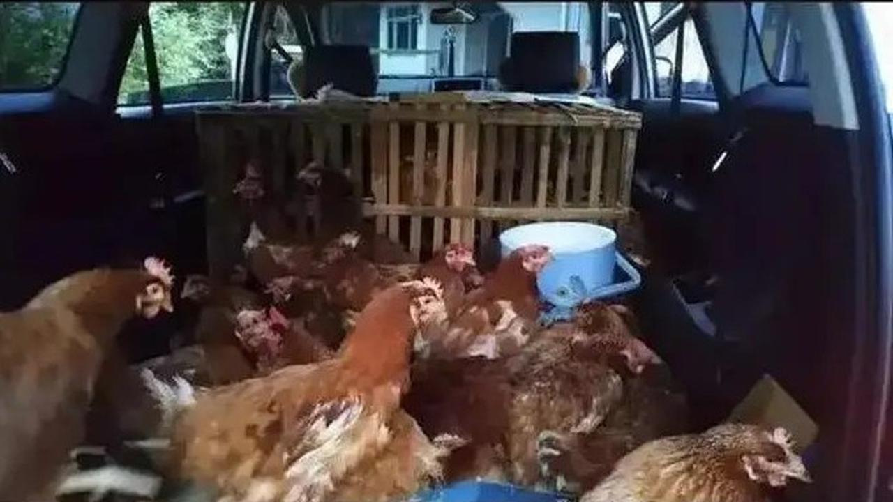 Kumpulan Potret Mobil yang Disulap Jadi Angkutan Hewan Ternak