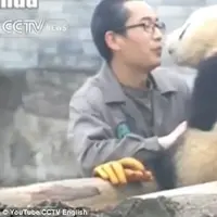 Manyuemei si panda hendak memberikan ciuman pada sang penjaga. (CCTV English/Youtube)