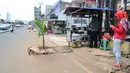 Warga mengambil gambar lubang bekas galian yang ditanami pohon pisang di Jalan Raya Margonda, Depok, Senin (4/3/2019). Aksi tanam pohon pisang itu sebagai protes warga akibat banyaknya lubang galian di Jalan Margonda. (Liputan6.com/Herman Zakharia)