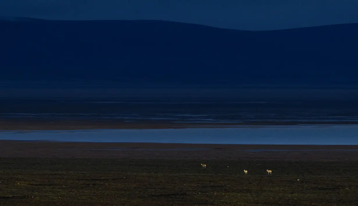Kawanan antelop Tibet di dekat Danau Zonag di cagar alam nasional Hoh Xil, Provinsi Qinghai, China barat laut (14/7/2020). Danau Zonag di Hoh Xil dikenal sebagai "ruang melahirkan" bagi spesies tersebut. (Xinhua/Zhang Long)