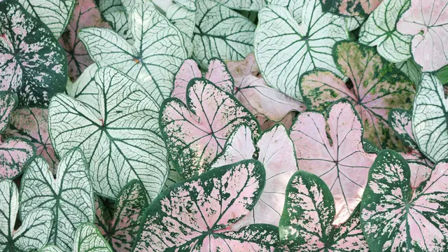 Keladi (Caladium)