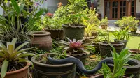 10 Cara Menyusun Pot Bunga di Teras agar Tidak Jadi Tempat Sembunyi Ular