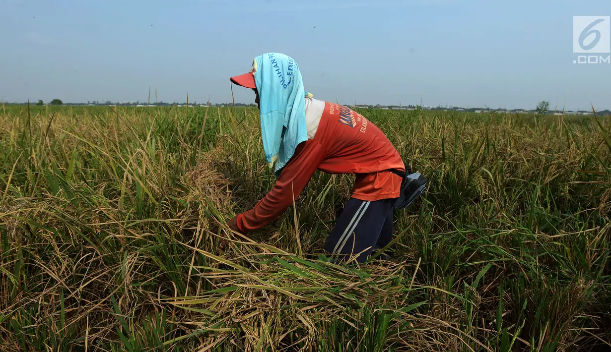 Petani memotong padi jenis Jarong (unggulan) ke dalam karung di Kawasan Bekasi-Jakarta, Selasa (2/7/2019). Hasil panen padi kali ini para petani kurang memuaskan akibat cuaca yang tidak menentu dan serangan hama. (merdeka.com/Imam Buhori)