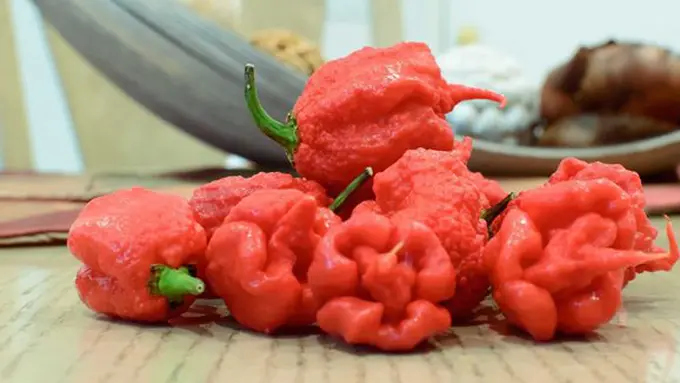 Cabai Carolina Reaper/copyright PepperHead