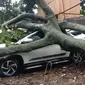 Sebanyak tujuh mobil rusak tertimpa pohon tumbang di area parkir Jalan Buldozer, Kelurahan Baranangsiang, Kecamatan Bogor Timur, Kota Bogor, Senin (19/6/2023). (Liputan6.com/Achmad Sudarno)