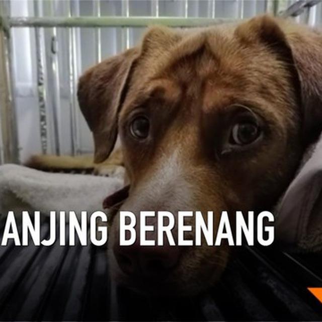 Video Anjing Berenang 217 Km Dari Daratan Thailand Global Liputan6 Com
