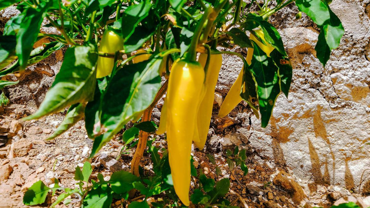 8 Tips Menanam Cabai di Lahan Kering Agar Panen Melimpah, Solusi Berkebun Minim Air