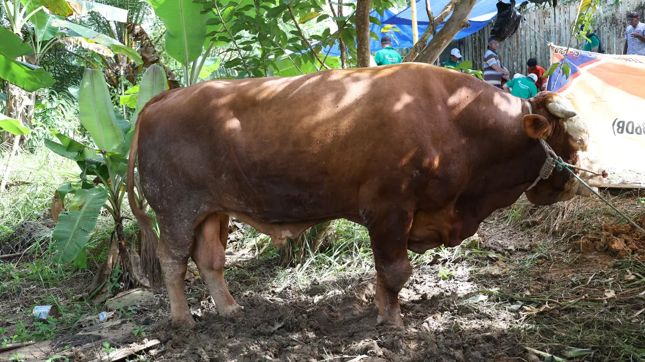 Presiden Joko Widodo (Jokowi) menyumbangkan seekor sapi sebesar 900 kilogram (kg) untuk dalam momen kurban Idul Adha.