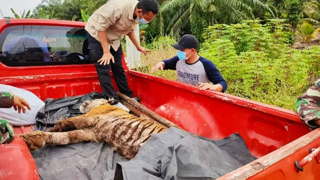 Harimau sumatra mati karena terjerat tak jauh dari kebun warga di Kabupaten Bengkalis.