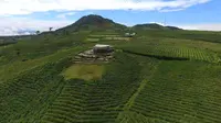Kebun teh di kawasan Malino High Land.  Foto: (Fauzan/Liputan6.com)