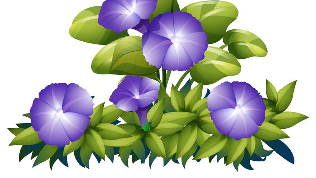 Ilustrasi morning glory