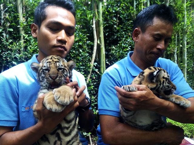 2 Bayi Harimau Benggala Butuh Orangtua Angkat Siapa Berminat Regional Liputan6 