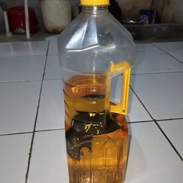 6 Potret Apes Tikus Nyemplung di Minyak Goreng Ini Bikin Tepuk Jidat