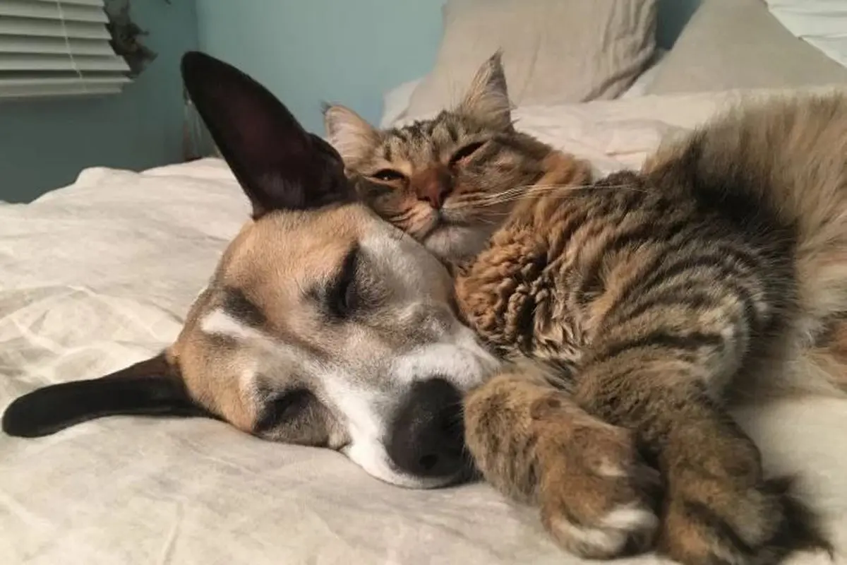 Pertemanan anjing dan kucing yang begitu akrab. (Foto: Samantha Kreisler via Metro.co.uk)