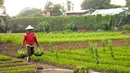 Petani membawa hasil taninya di kawasan Pramuka, Jakarta, Kamis (27/4). Suku Dinas Pertanian dan Kehutanan Jakarta mencatat 90 persen dari 528 hektar lahan kosong yang dimanfaatkan untuk bertani dimiliki perusahaan pengembang. (Liputan6.com/Yoppy Renato)