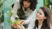9 Arti Mimpi Memetik Buah Mangga yang Perlu Anda Ketahui