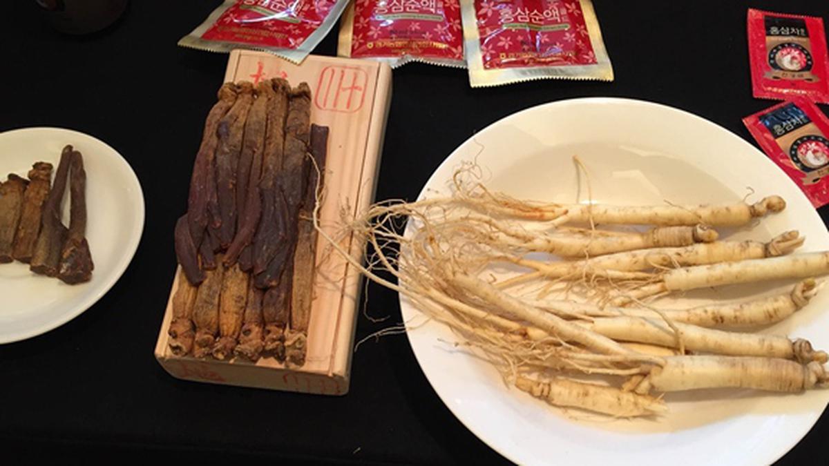 Ginseng: Tanaman Ajaib dengan Segudang Manfaat