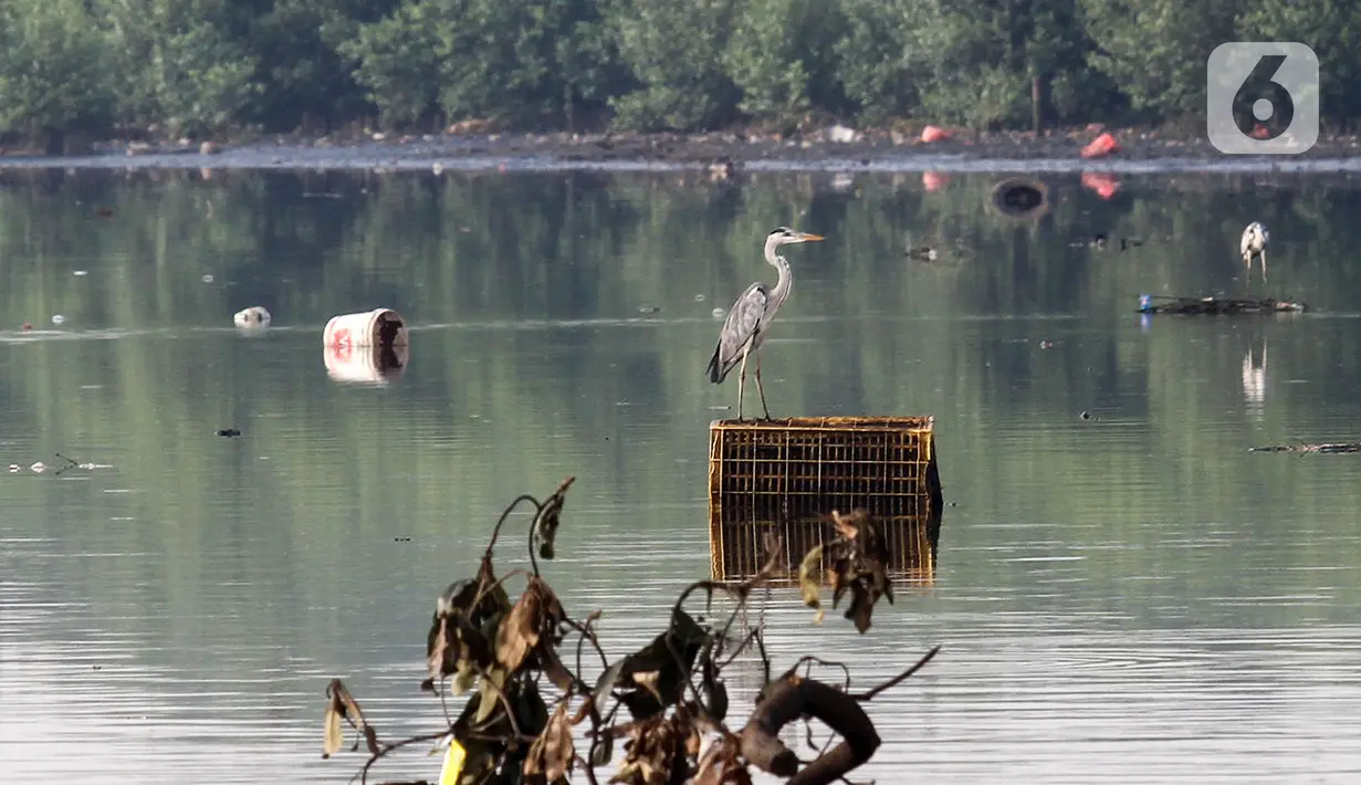 Sebagai negara mega biodiversity (18% jenis burung dunia terdapat di Indonesia), tujuan kegiatan pengamatan burung ini yaitu untuk memberikan edukasi dan sosialisasi kepada masyarakat tentang pentingnya menjaga kelestarian burung migran dan habitatnya di Indonesia. (Liputan6.com/Fery Pradolo)