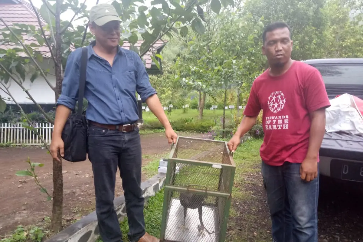 Populasi elang di PKEK Kamojang kembali bertambah satu ekor