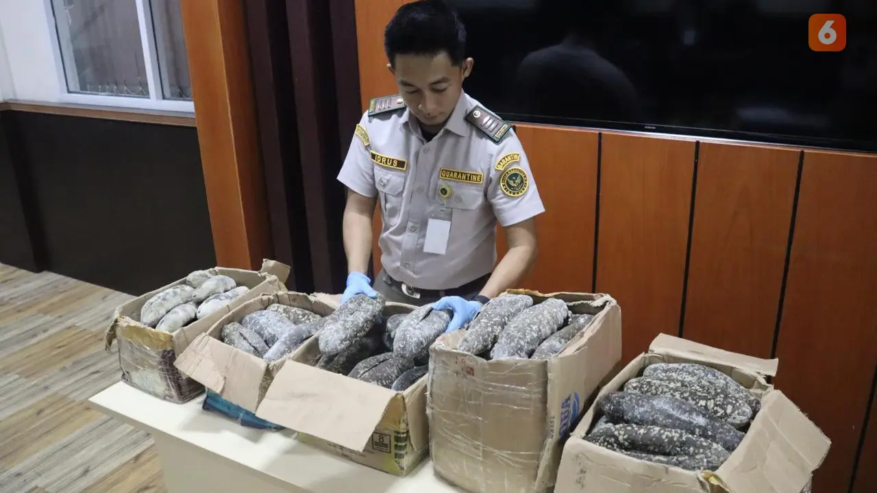 Penyelundupan teripang dilindungi (Liputan6.com/Fauzan)