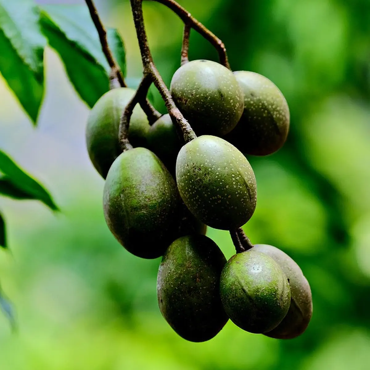 Manfaat Buah Kedondong Bagi Kesehatan, Jaga Jantung Hingga