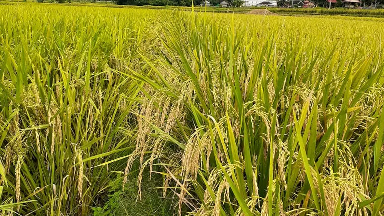 Pandemi Covid 19 Tak Halangi Wonogiri Capai Produksi 10,5 Ton per Hektar