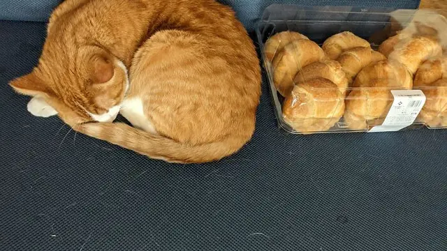6 Aksi Kucing Menyamar Jadi Roti Ini Bikin Kucek Mata, Perlu Lihat Dua Kali