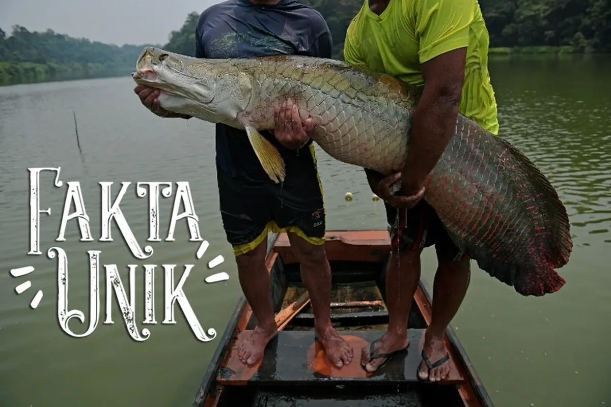 [Bintang] Fakta Unik