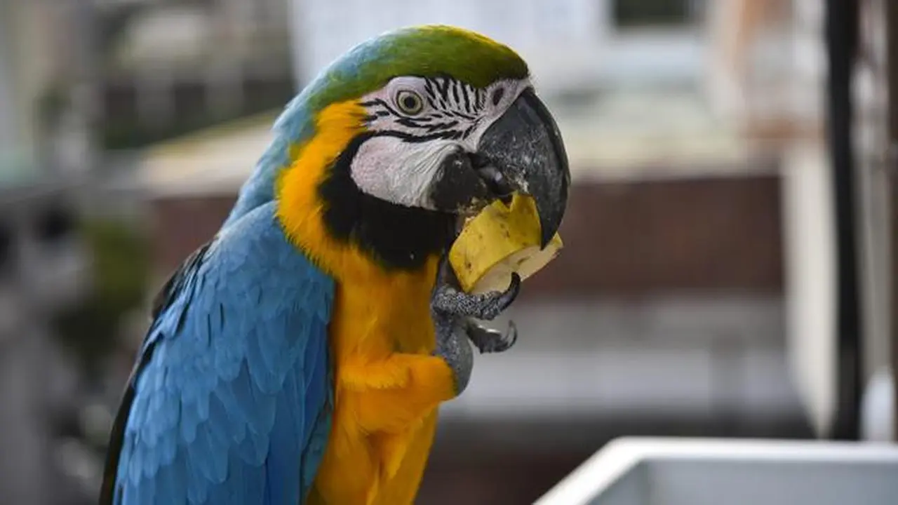 Warna-warni Beo Penghuni Kota Caracas