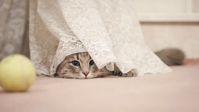 3 Tempat Favorit Kucing Pemalu