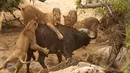 Seekor kerbau tua yang sedang berjalan diserang lima ekor singa lapar di Londolizi Game Reserve, dekat Taman Nasional Kruger, Afrika, Kamis (23/7/2015). (Dailymail)