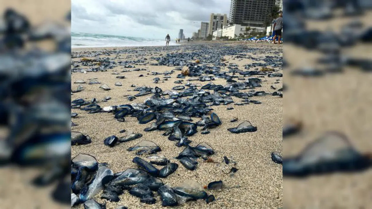 Sebuan Ribuan Mahluk Biru di Pantai Florida