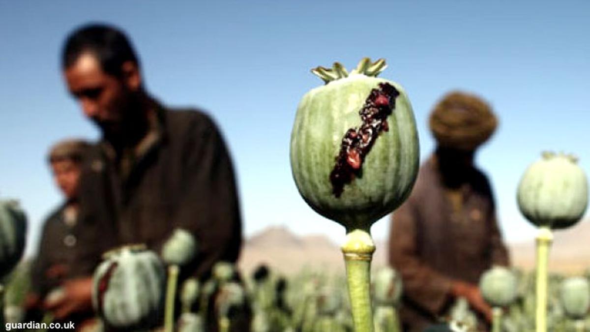 Opium Obati Nyeri Punggung, Tapi Bisa Bikin Pria `Letoi`