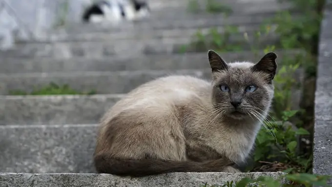 foto: copyright thinkstockphotos.com