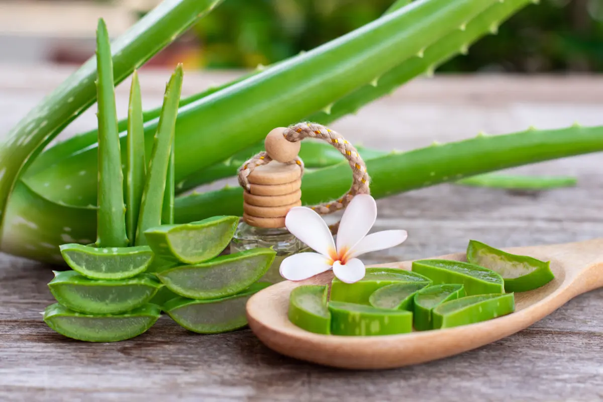 ilustrasi manfaat lidah buaya/NIKCOA/shutterstock